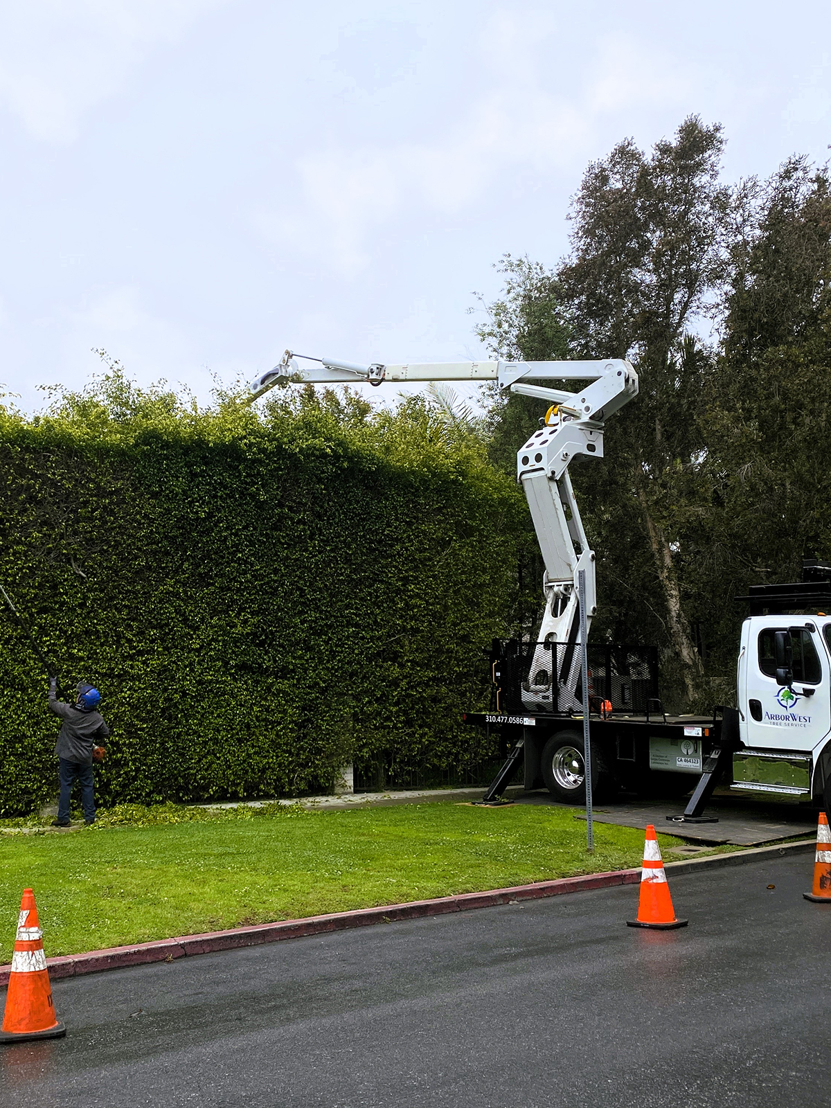 Hedge Pruning | Sergio Contreras Tree + Landscape